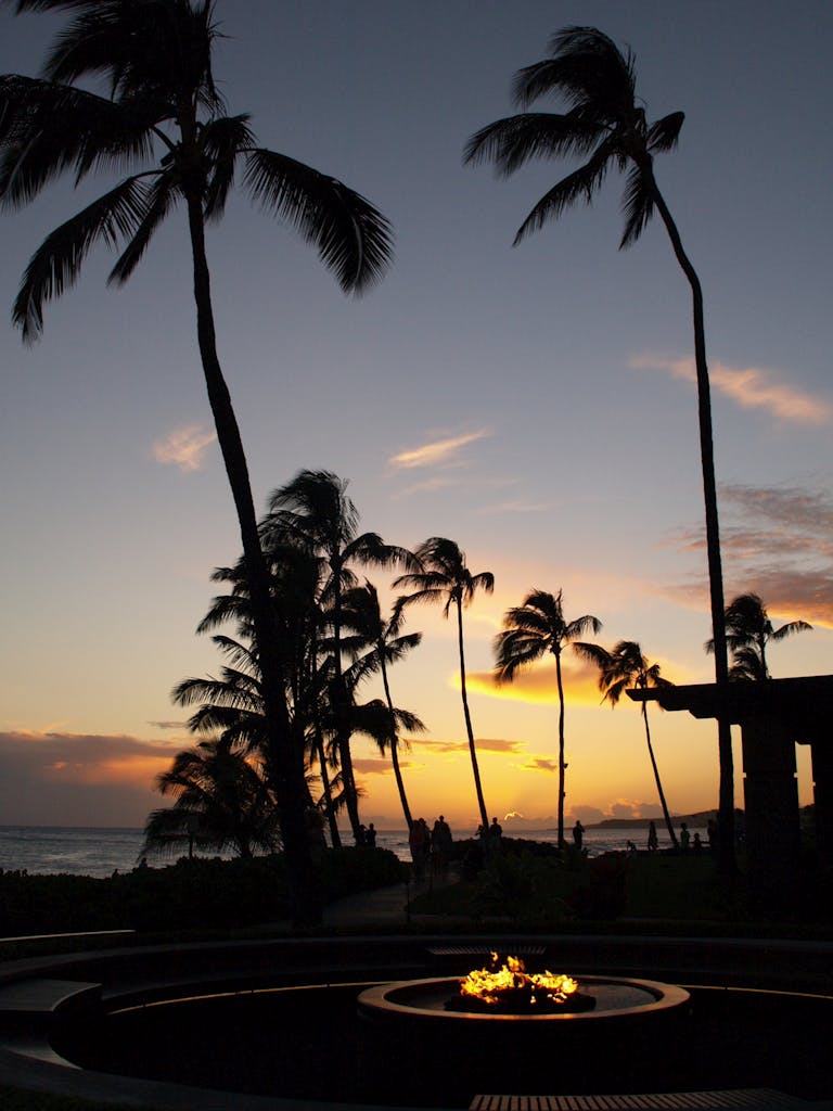 Silhouette Photo of Coconut Trees